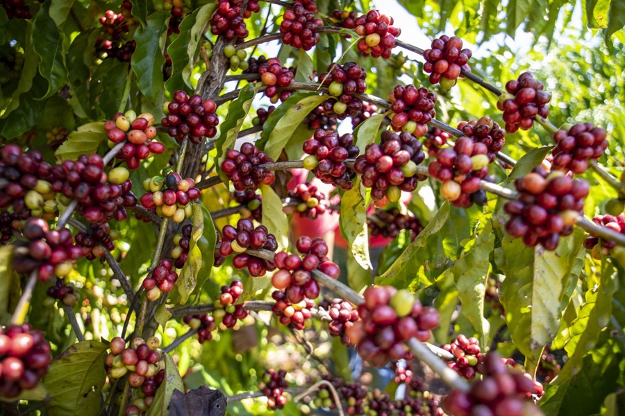 Com apoio da Prefeitura de Porto Velho, produtor de café de Rio Pardo amplia produção - News Rondônia