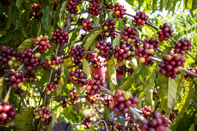Com apoio da Prefeitura de Porto Velho, produtor de café de Rio Pardo amplia produção - News Rondônia