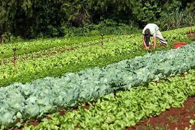 Balanço da Conab aponta para movimentação superior a R$ 60 bilhões no comércio de frutas e hortaliças nas Ceasas - News Rondônia