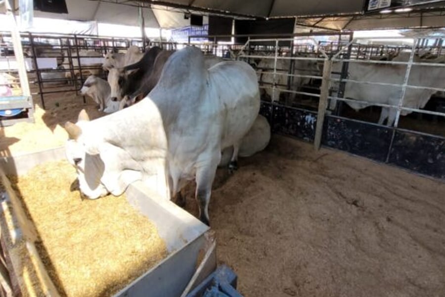 Maior Feira de agronegócio da região Norte do país, começa na segunda, 22 - News Rondônia