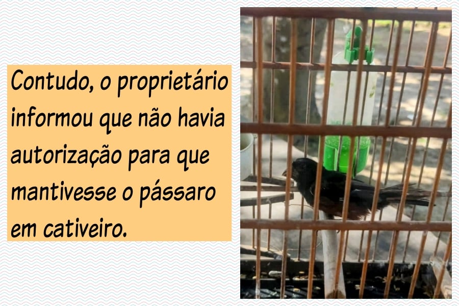 Patrulha Ambiental liberta curió mantido em gaiola - News Rondônia