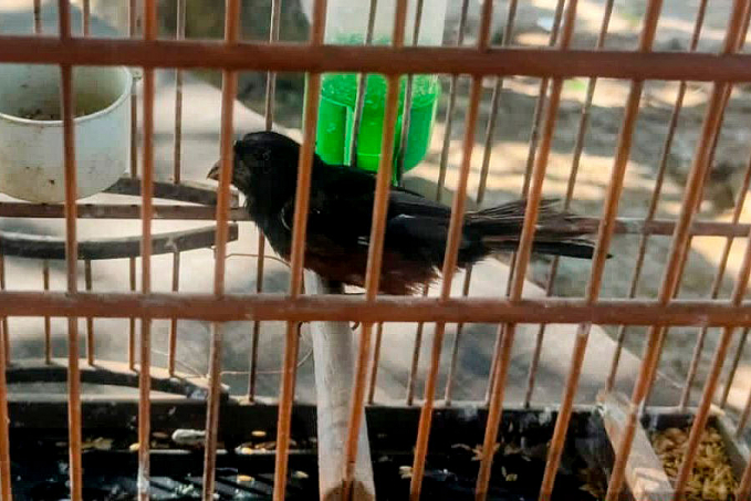 Patrulha Ambiental liberta curió mantido em gaiola - News Rondônia