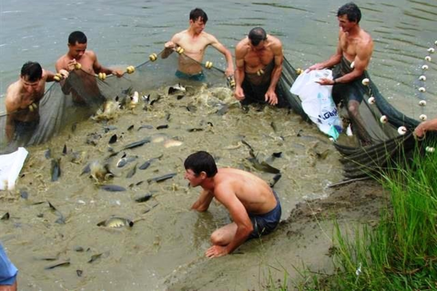 Incentivo à piscicultura alavanca a produção e coloca Rondônia em destaque no país - News Rondônia