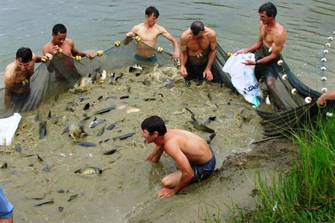 Incentivo à piscicultura alavanca a produção e coloca Rondônia em destaque no país - News Rondônia