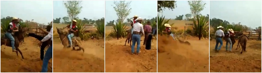 Investigados: suspeitos filmados maltratando animal prestam depoimento - News Rondônia