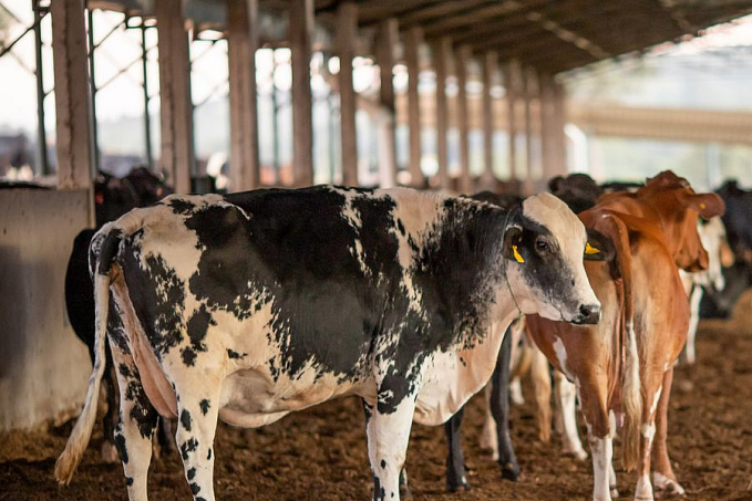 Vendas de carne bovina à China são suspensas após caso de vaca louca - News Rondônia