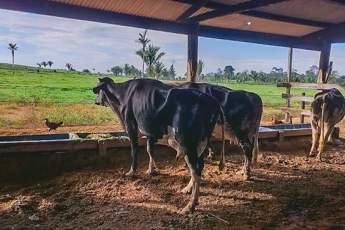 Prefeitura de Porto Velho investe na melhoria genética do gado leiteiro - News Rondônia