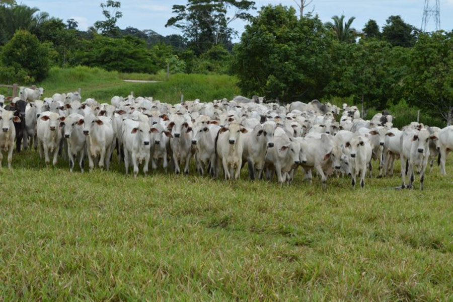 35ª edição da Show Rural Coopavel destaca o potencial agropecuário e sanitário de Rondônia - News Rondônia