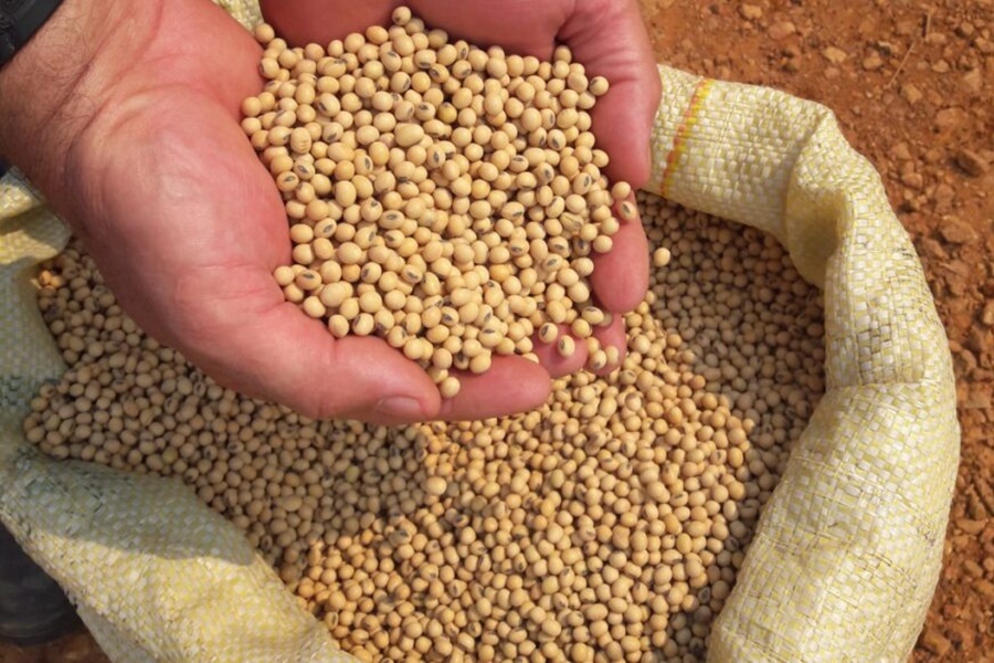Produção de soja em Rondônia na safra 2023 deve alcançar 1,7 milhão de toneladas segundo Conab - News Rondônia