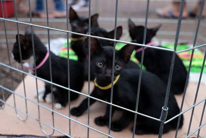 Feira de adoção responsável de cães e gatos acontece no próximo sábado (26) - News Rondônia