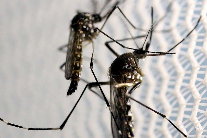 Com nova "fábrica de Aedes aegypti", Brasil ampliará combate a doenças - News Rondônia