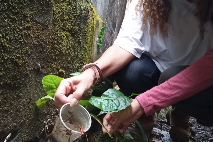 Hábito de higiene doméstico continua sendo fundamental para eliminar os criadouros do Aedes aegypti - News Rondônia