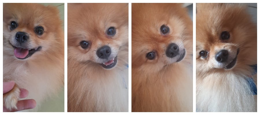 Cães velhos ou doentes fazem apenas uma exigência aos donos: 'Que olhem para eles e não os abandonem no seu último suspiro' - News Rondônia