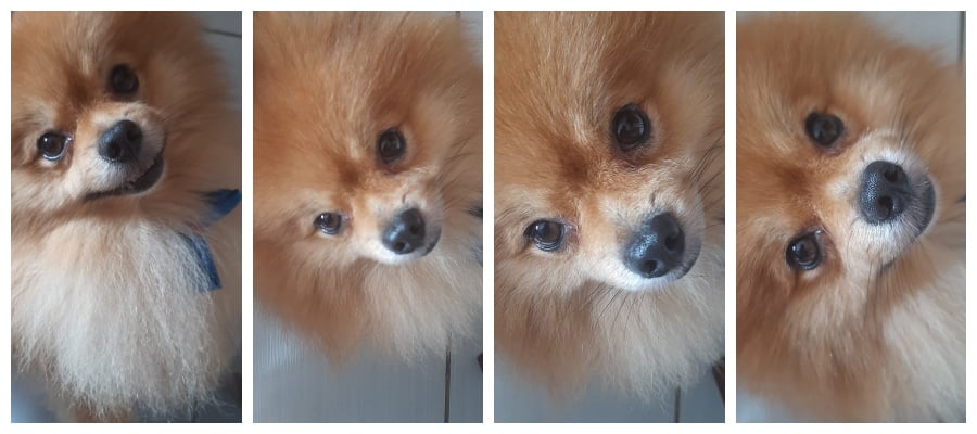 Cães velhos ou doentes fazem apenas uma exigência aos donos: 'Que olhem para eles e não os abandonem no seu último suspiro' - News Rondônia