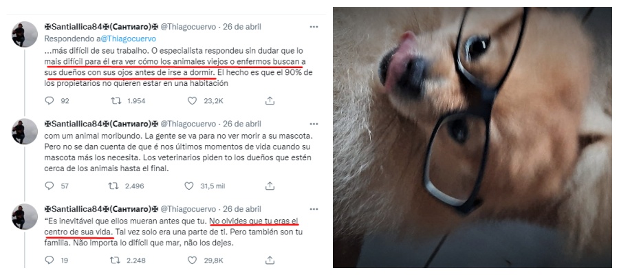 Cães velhos ou doentes fazem apenas uma exigência aos donos: 'Que olhem para eles e não os abandonem no seu último suspiro' - News Rondônia