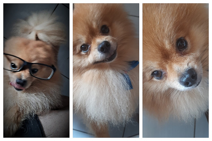 Cães velhos ou doentes fazem apenas uma exigência aos donos: 'Que olhem para eles e não os abandonem no seu último suspiro' - News Rondônia