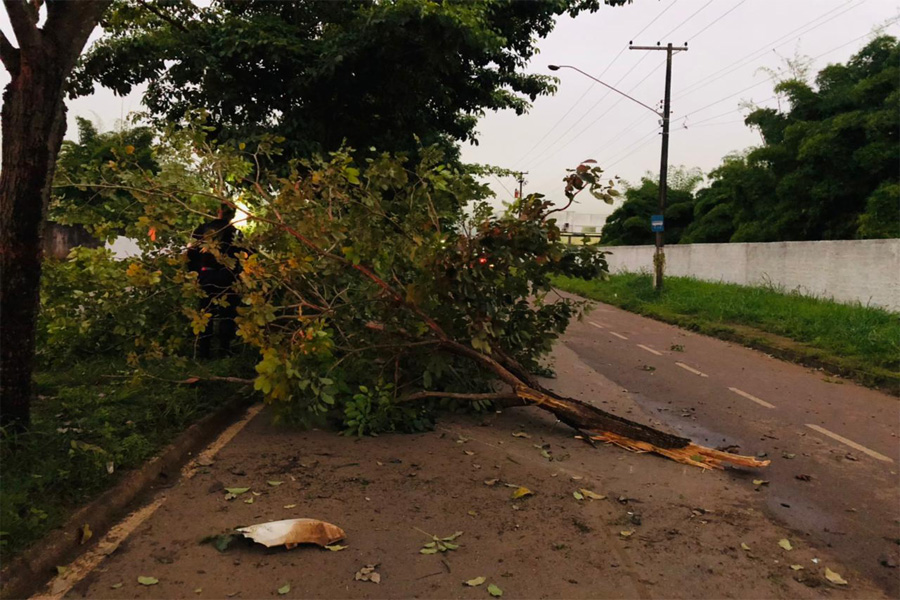 Motorista perde controle da direção de carro, derruba árvore e jovem é encontrado morto - News Rondônia