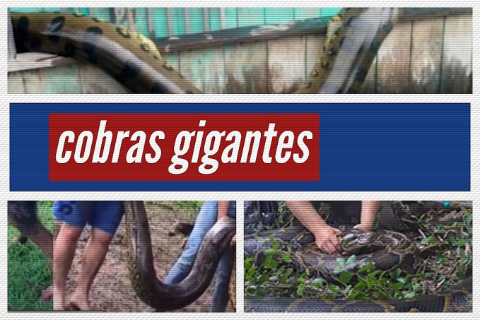 confira as cobras gigantes capturadas em 2022 vídeo news rondônia