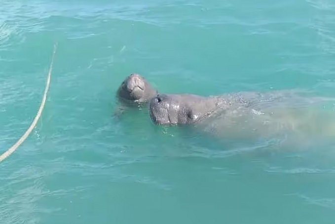 Nasce primeiro filhote de peixe-boi introduzido no litoral da Paraíba - News Rondônia