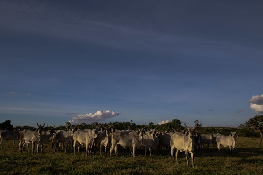Plano ABC+ entra em vigor em setembro e vai reduzir emissão de carbono - News Rondônia