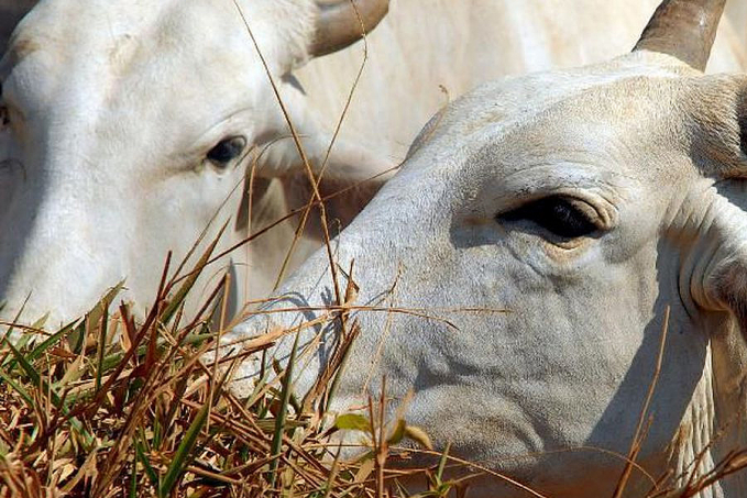 Ministério da Agricultura investiga suspeita de vaca louca - News Rondônia