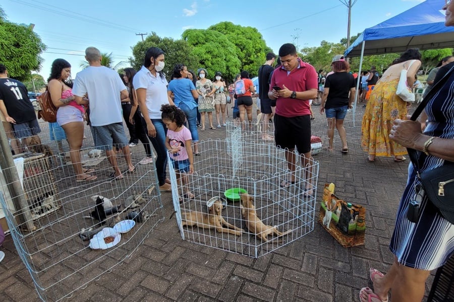 Prefeitura realiza feira para adoção de pets no Parque da Cidade - News Rondônia