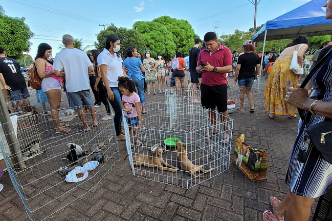 Prefeitura realiza feira para adoção de pets no Parque da Cidade - News Rondônia