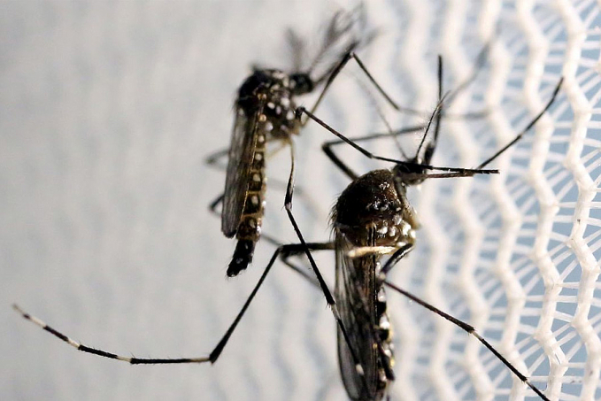 CTNBio aprova biossegurança de vacina contra a dengue - News Rondônia