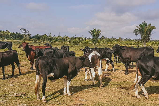 Porto Velho está em 1º lugar entre as capitais na produção de gado no Brasil - News Rondônia