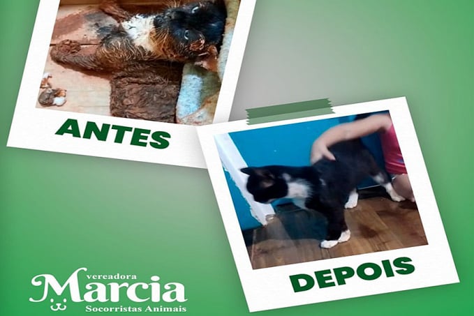 Gato vítima de envenenamento é resgatado pela vereadora Márcia Socorristas - News Rondônia