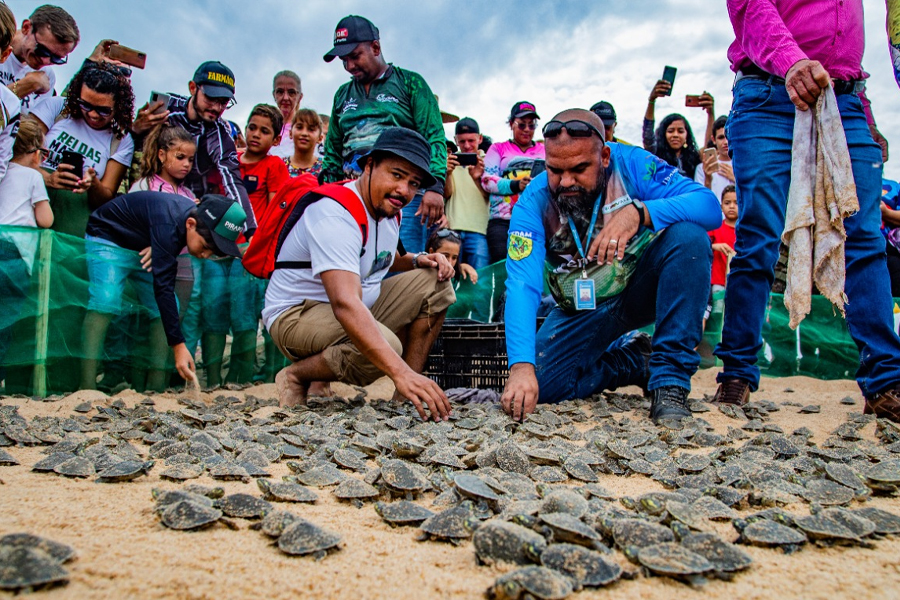 Energisa apoia a soltura de filhotes de tartarugas no rio Guaporé - News Rondônia