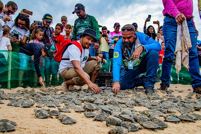 Energisa apoia a soltura de filhotes de tartarugas no rio Guaporé - News Rondônia