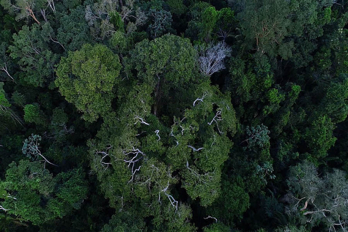 MP muda normas de gestão de florestas para fomentar mercado de carbono - News Rondônia