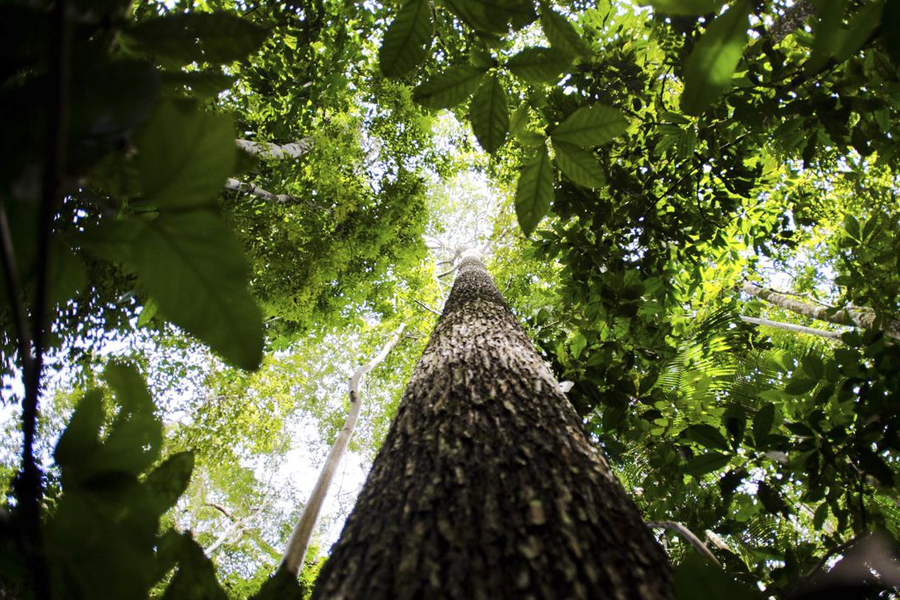Estudo mapeia pesquisas científicas na Amazônia - News Rondônia