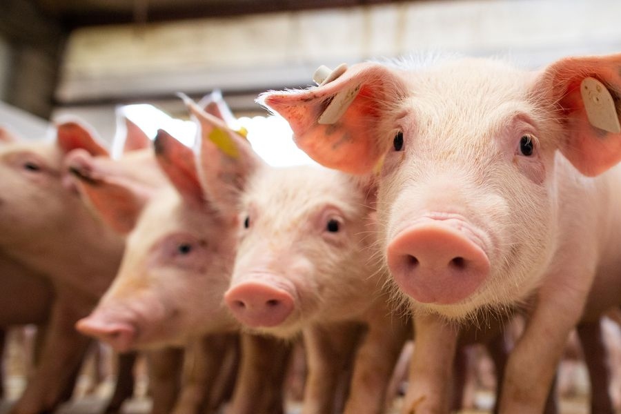 China volta a enfrentar surto de peste suína - News Rondônia