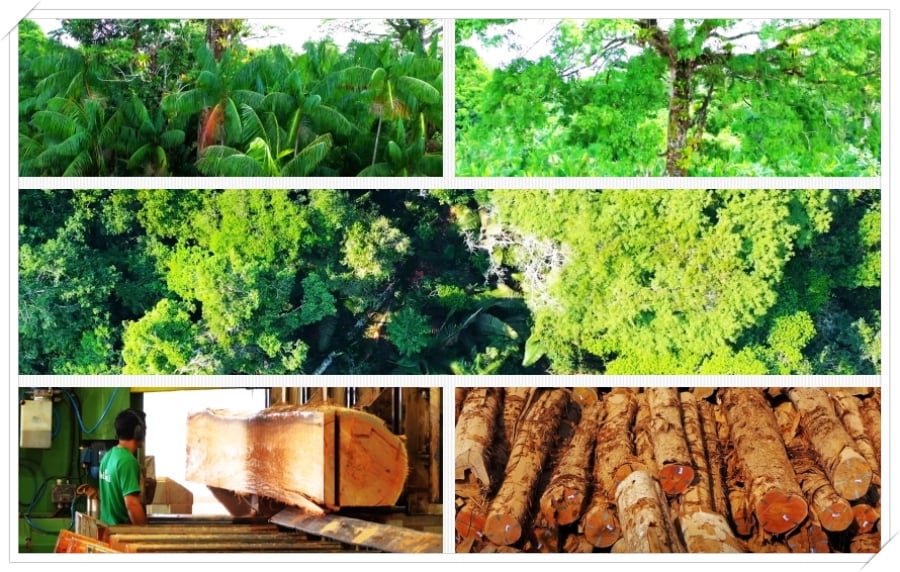 Governantes da Amazônia perdem dinheiro por não investir em manejo florestal, aponta estudo - News Rondônia