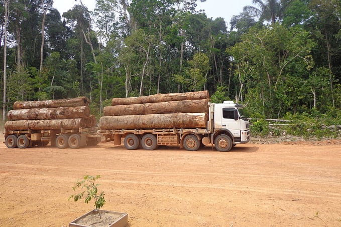 Governantes da Amazônia perdem dinheiro por não investir em manejo florestal, aponta estudo - News Rondônia