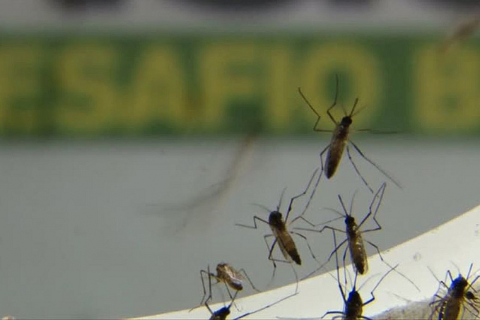 Brasil ultrapassa 500 mortes por dengue em 2022 - News Rondônia