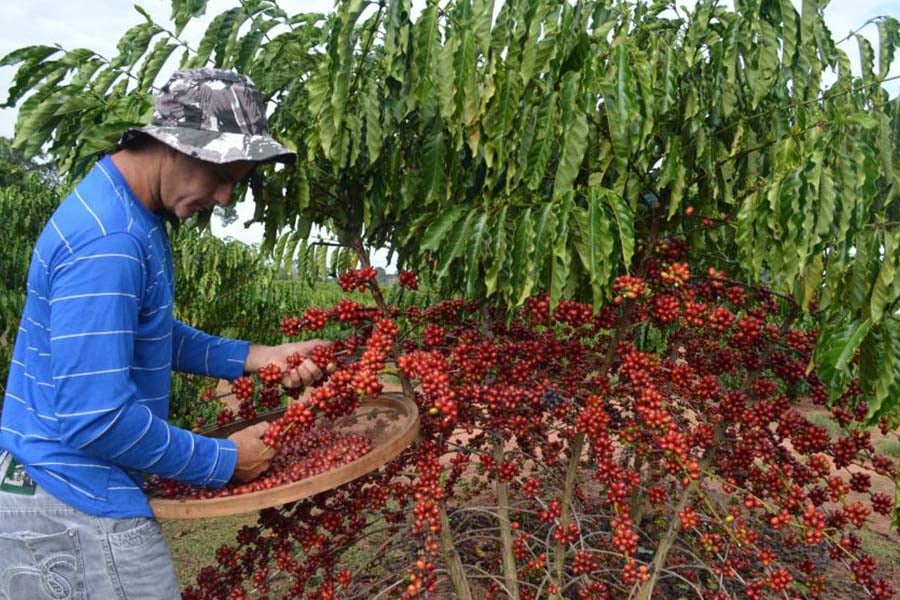 Edição 2022 do Concafé será realizada no município de Cacoal - News Rondônia