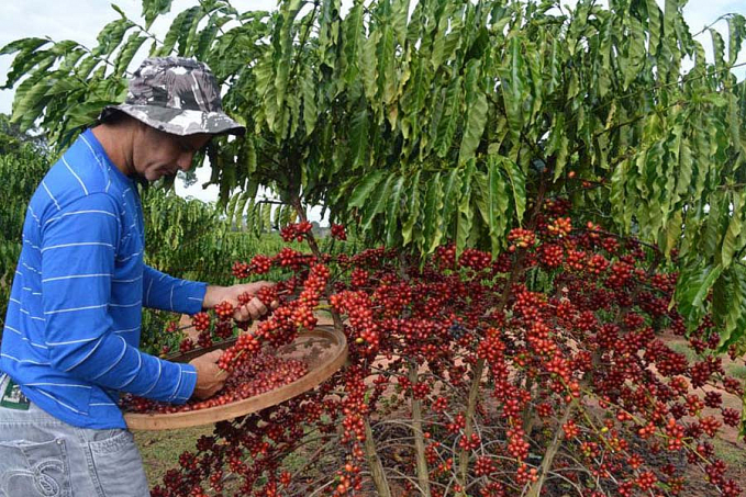 Edição 2022 do Concafé será realizada no município de Cacoal - News Rondônia