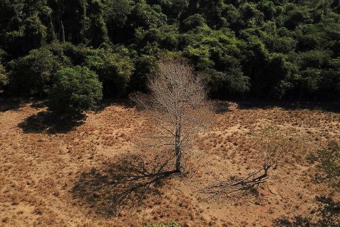 Amazônia e Cerrado batem recorde de alertas de desmatamento - News Rondônia