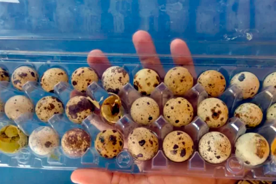 VÍDEO: Codornas nascem em prateleira de mercado e surpreendem gerente - News Rondônia