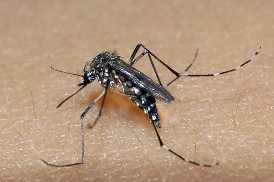 Zika vírus pode estar a um passo de novo surto global - News Rondônia
