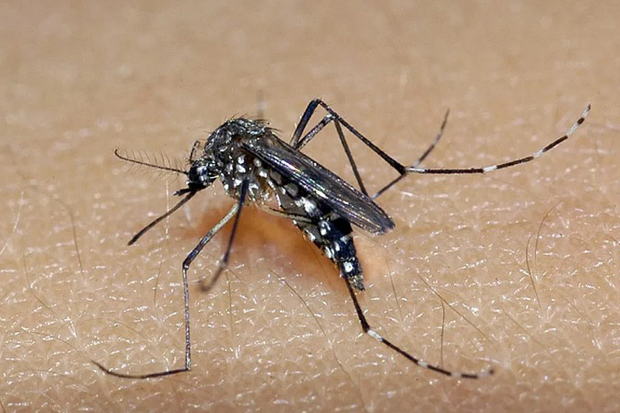 Zika vírus pode estar a um passo de novo surto global - News Rondônia
