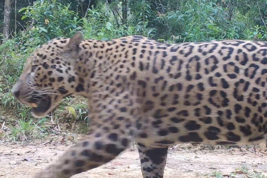 Pesquisadores monitoram comportamento de onças na Amazônia - News Rondônia