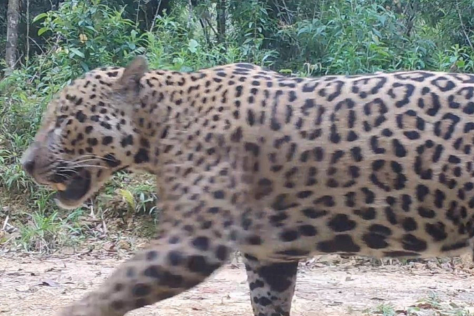 Pesquisadores monitoram comportamento de onças na Amazônia - News Rondônia