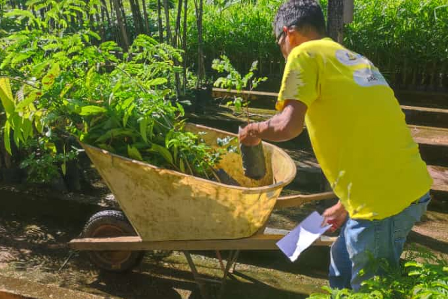 Prefeitura entrega mudas de árvores para munícipes cadastrados - News Rondônia
