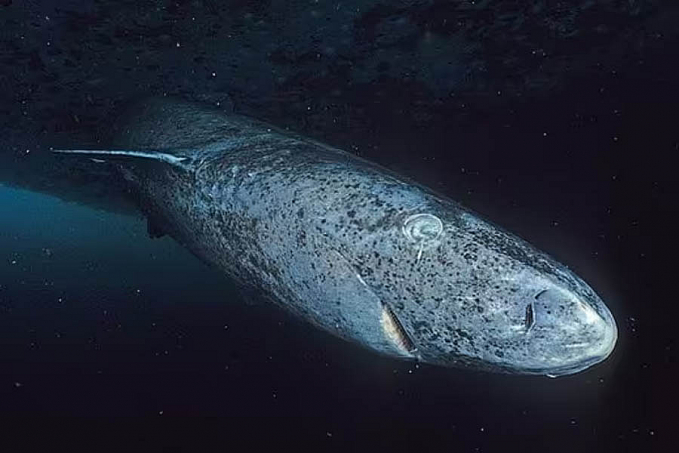 Tubarão de 390 anos é considerado o animal mais velho da Terra; VÍDEO - News Rondônia