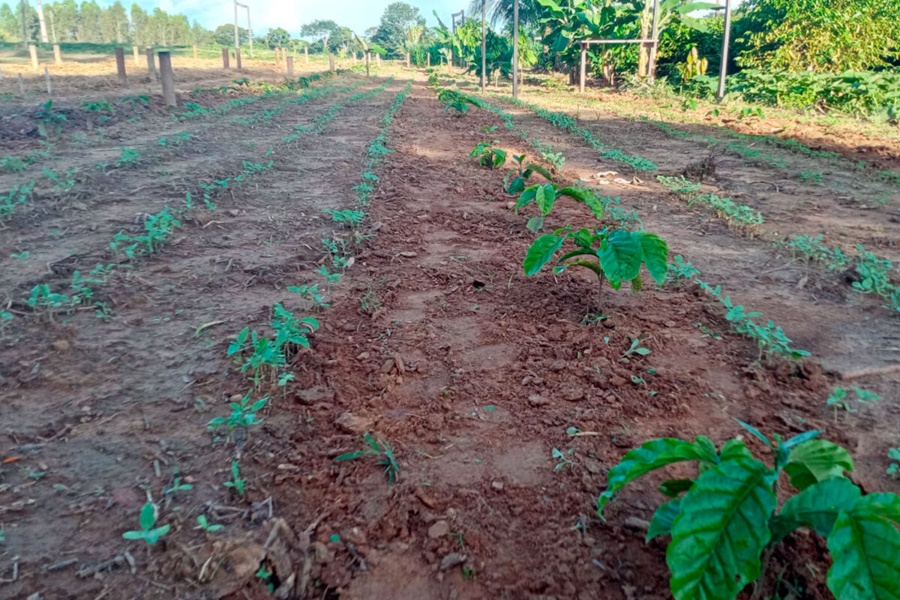 Emater Rondônia intensifica preparativos da Vitrine Tecnológica para a Rondônia Rural Show Internacional - News Rondônia