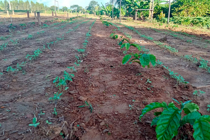 Emater Rondônia intensifica preparativos da Vitrine Tecnológica para a Rondônia Rural Show Internacional - News Rondônia